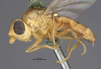 Media type: image;   Entomology 13360 Aspect: habitus lateral view
